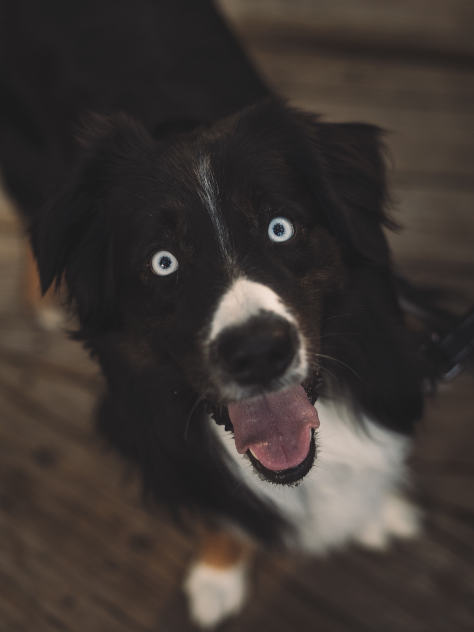 A close portrait of a dog with pale blue eyes