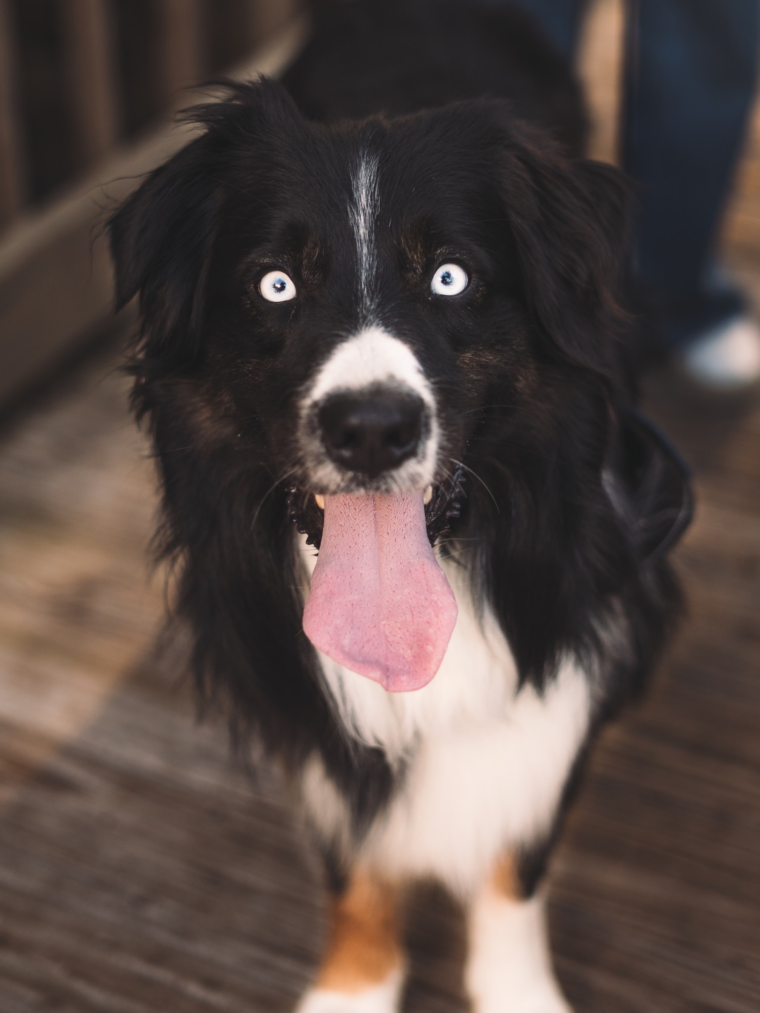 A close portrait of a black and white dog